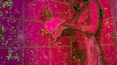 Amateur Shower And Masturbation